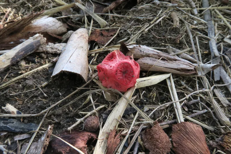 Clathrus crispus 1 - IMG_0690